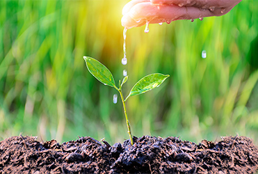 hand offering water and light to a growing plant